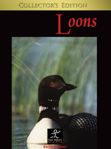 common loon nest. a family of Common loons