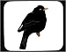 Mouse Pad with jay, vertebrate, mynah, European, starling, koltrast, perching, animal, avian, bird
