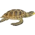 Wild Safari Sealife - Loggerhead Turtle