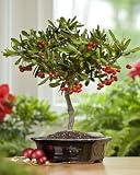 41nTTWFuhsL. SL160  Firethorn Bonsai