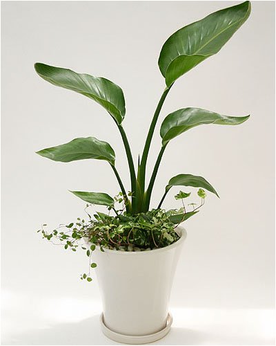 【いい庭／観葉植物】オーガスタ寄せ植え（ワイヤープランツ＆アイビー）※ホワイト陶器ＲＰ１-３ｓ