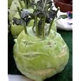Worlds Largest Kohlrabi 20 Seeds 60+lb
