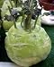 World's Largest Kohlrabi 20 Seeds