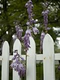 Purple Hosta Blossoms Growing Through a White Picket Fence, Mystic, Connecticut Photographic Poster Print by Todd Gipstein, 9x12