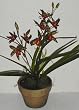 20" Double Silk Star Cymbidium Orchid