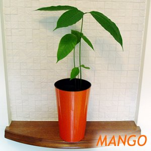 マンゴーの苗 限定ロングカラーカバー付き 5号スリット鉢植え
