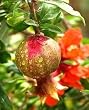 Wonderful Pomegranate Tree One Gallon Plant
