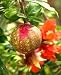 Wonderful Pomegranate Tree One Gallon Plant