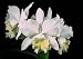 Cattleya Orchid with Pure White Flowers
