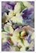 24x36 Orchids Wind Film