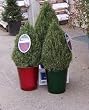 Christmas Topiary Cone Rosemary One Gallon