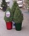 Christmas Topiary Cone Rosemary One Gallon