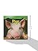 Pigs (Animals That Live on the Farm)