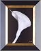 Phoenix Galleries FR2357 Arum Lily II Framed Photograph