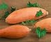Pink Banana Jumbo Winter Squash Seeds - Cucurbita Maxima - 6 Grams - Approx 20 Gardening Seeds - Vegetable Garden Seed