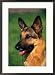 German Shepherd Framed Photographic Poster Print by Francie Manning, 21x29