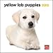 Yellow Labrador Retriever Puppies 2012 Small Wall Calendar