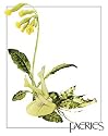 Cowslip Faery Brian Froud Art 20x25.5cm Poster Card