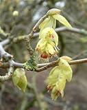 Review Longacres  / Corylopsis spicata 3L