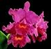 Cattleya Penang 'Black Caesar' AM/AOS