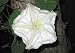 Night Blooming Moonflower - 20 Seeds