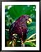 State Bird Pohnpei Lory, Pohnpei State, Micronesia Framed Art Poster Print by Michael Aw, 39x49
