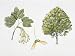 Italian Maple (Acer Opalus) Plant with Flower, Leaf and Samara, Illustration Photographic Poster Print, 24x32