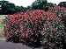 250 Red Oleander Bush Nerium Plant Seeds