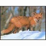Size 21''X28'' Description 107 Fox Delta Tru Life Animal Targets