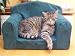 Classic Cat pet Chair 50x46x34cm 20x18x13 Inches From Extracomfort