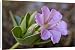 Canvas Prints of Showy four oclock flower (Mirabilis multiflora), The Needles District, from Robert Harding