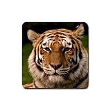 Rubber Square Coaster 4 Pack of Bengal Tiger Cat Wild Africa