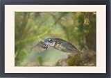 Framed Prints of Nine-spined stickelback - Pair photographed underwater, from Ardea Wildlife Pets