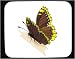 Decorated Mouse Pad with insect, mourning, butterfly, cloak