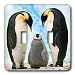 Birds - Emperor Penguin Family - Light Switch Covers - double toggle switch