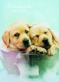 Review Danilo Promotions Limited  / Official Rachael Hale Dogs Mini Diary 2009 2009