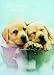Books : Official Rachael Hale Dogs Mini Diary 2009 2009