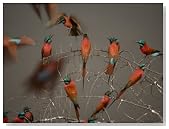 Carmine bee eater birds in a nesting colony Photographic Poster Print by Michael Nichols, 48x64