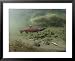 A Chinook Salmon Fish, Also Known as King Salmon, Swims Upstream to Spawn Framed Art Poster Print by Michael S. Quinton, 31x25