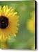 Splash of Yellow Canvas Print / Canvas Art - Artist Betty LaRue