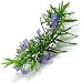 rosemary essential oil