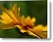 Lance Leaved Coreopsis Canvas Print / Canvas Art - Artist Juergen Roth