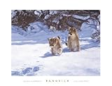 Cautious Approach Art Poster Print by John Banovich, 34x26