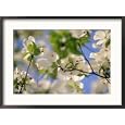 Dogwood Trees in Bloom, Jamaica Plains, MA Framed Photographic Poster Print by Kindra Clineff, 29x21