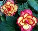 Passion Party Begonia Seed Pack