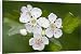 Canvas Prints of Hawthorn Tree - flower from Ardea Wildlife Pets