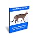 How to Train Your Cat How to Train Your Cat