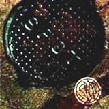 AVCDEFG EP (Ardent) [ENHANCED CD]