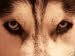 FLEA PREVENTION FOR DOGS / 100% natural hebal remedy