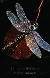 Glass Wings